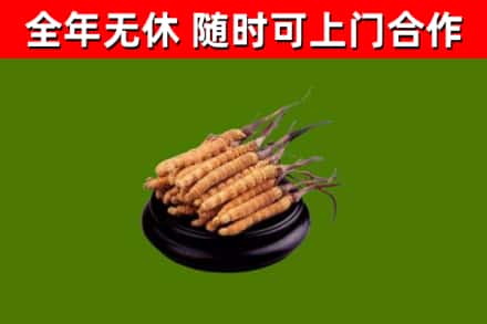 札达回收冬虫夏草