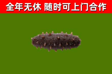 札达回收海参干